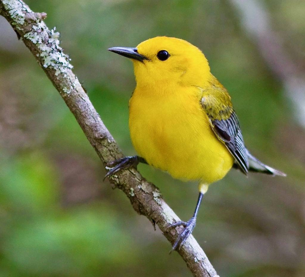 Prothonotary warbler by U. S. Fish and Wildlife Service - Northeast Region is marked with Public Domain Mark 1.0.
